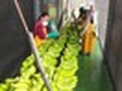 Sau gạo, Nhật Bản gặp rắc rối với loại trái cây Việt Nam đang trồng rất nhiều: Đang nhập khẩu 1 triệu tấn/năm, thiếu nguồn cung trầm trọng nhất trong 50 năm