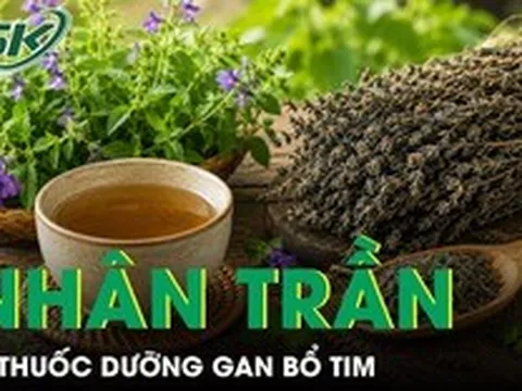 Nhân trần - Vị thuốc dưỡng gan bổ tim nhưng ít người biết