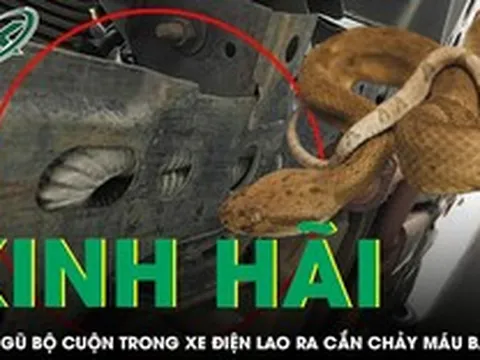 Người đàn ông bị rắn ngũ bộ cuộn trong xe điện lao ra cắn chảy máu bàn tay