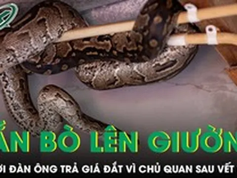 Phát hiện rắn bò lên giường lúc nửa đêm, người đàn ông trả giá đắt vì chủ quan sau vết cắn