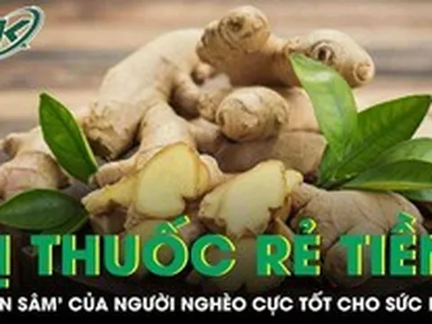 Vị thuốc rẻ tiền được ví như 'nhân sâm' của người nghèo cực tốt cho sức khỏe