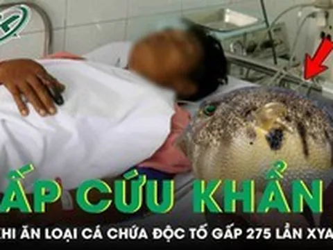 Người đàn ông 33 tuổi phải cấp cứu sau khi ăn loại cá chứa độc tố đáng sợ gấp 275 lần xyanua