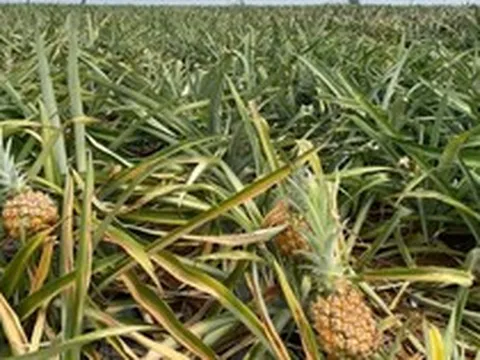 Dứa Thanh Hóa rẻ như cho, lên Hà Nội giá 25.000 đồng/kg