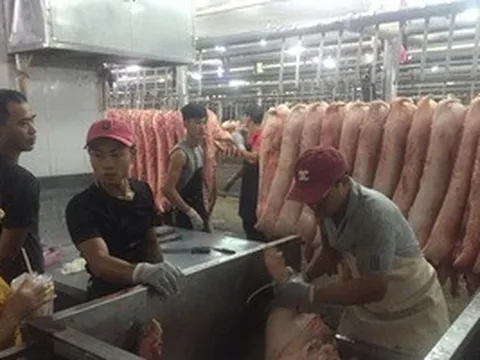 Giá heo hơi hôm nay, 16-6: Chợ đầu mối quay đầu giảm