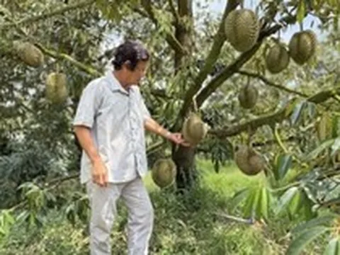 Sầu riêng Thái rớt giá, nhà vườn đứng ngồi không yên