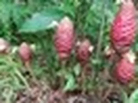 Từ loại cây mọc dại tại Việt Nam, các nhà khoa học tạo ra hoạt chất tiềm năng chống ung thư mạnh mẽ