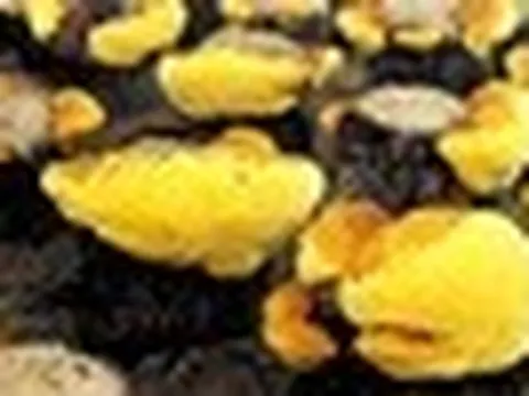 Loại nấm đắt đỏ bậc nhất thế giới, ngăn ngừa khối u phát triển: Việt Nam nuôi cấy thành công