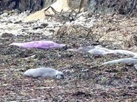 Hải cẩu voi chuyển màu tím kỳ lạ, các nhà khoa học hé lộ nguyên nhân