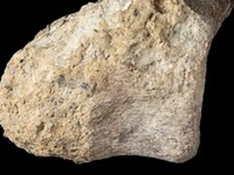 Hóa thạch bị quên 40 năm hóa ra là khủng long đầu tiên ở Nam Cực