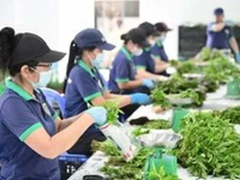 Nông nghiệp tương lai từ những Hợp tác xã 'nghĩ lớn'