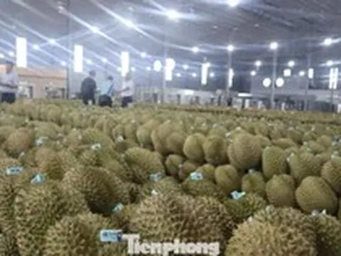 Cảnh báo cơn sốt tỷ đô: Đừng để sầu riêng một mình!