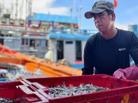 Rộn ràng mùa cá cơm ở Quảng Ngãi