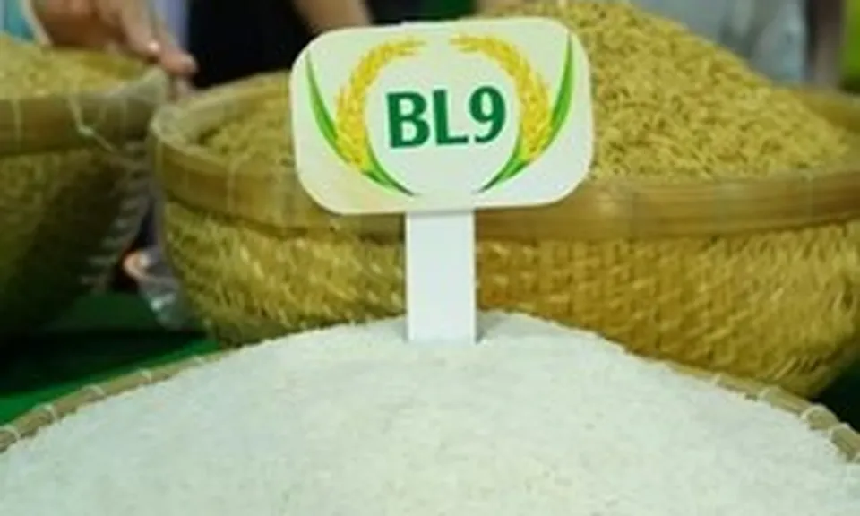 Lộ diện loại gạo ngon nhất Đồng bằng sông Cửu Long